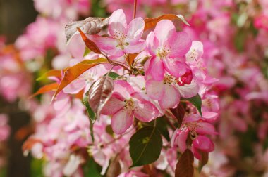 Bahar çiçekleri dallar 