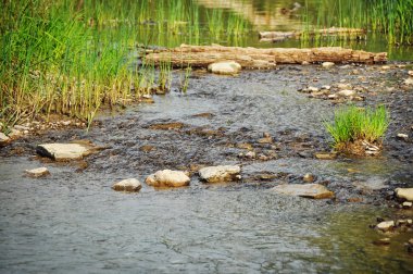 Bir ormandaki nehir görüntüleyin. Orman manzara.