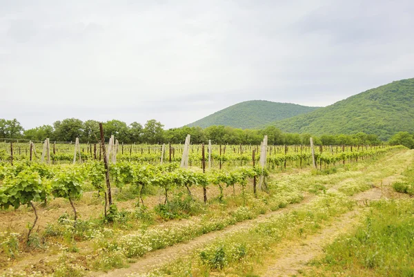 Vista de las hileras de viñedos en el sur de Rusia — Foto de Stock
