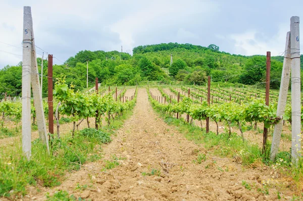 Paisaje con hileras de viñedos en el sur — Foto de Stock