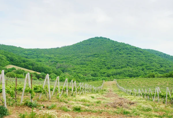 Landscape with green vineyard's rows — Stock Photo, Image