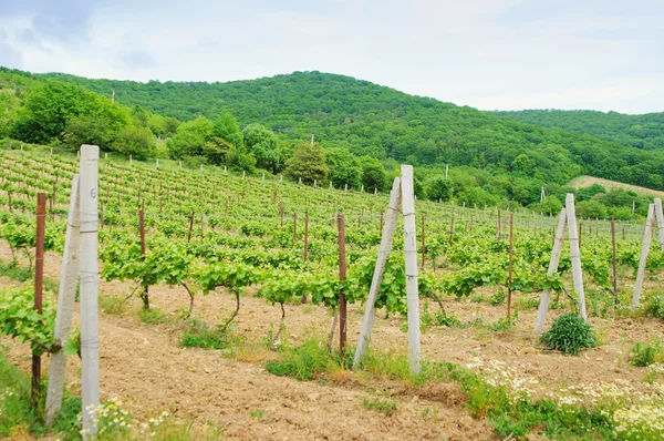 Landscape with green vineyard's rows in Russia — Stock Photo, Image