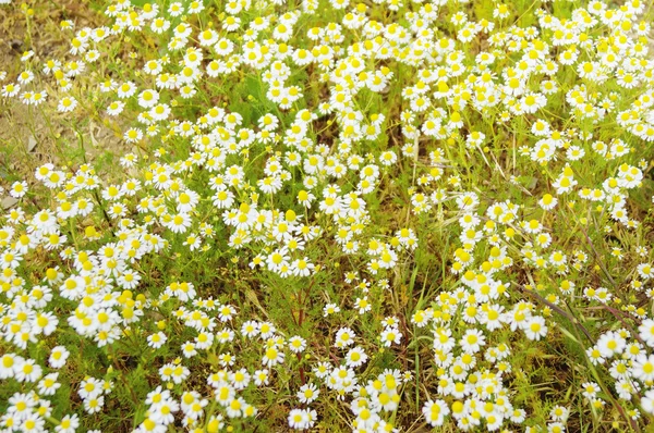 Campo de flores brancas no dia de verão — Fotografia de Stock