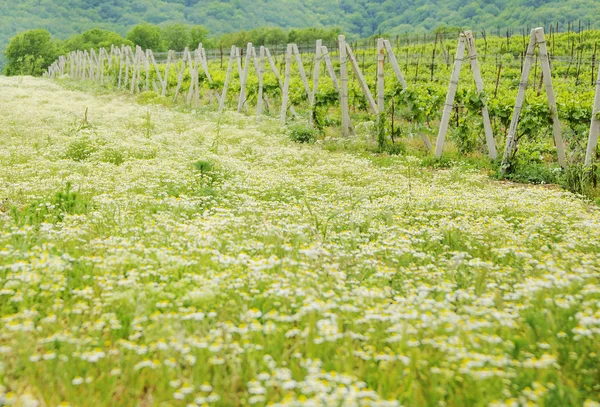 Landscape with green vineyard's rows — Stock Photo, Image