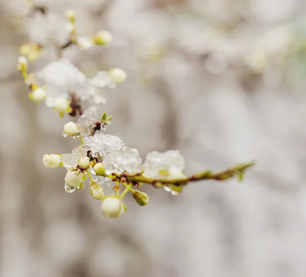 Snö på vackra blossom — Stockfoto