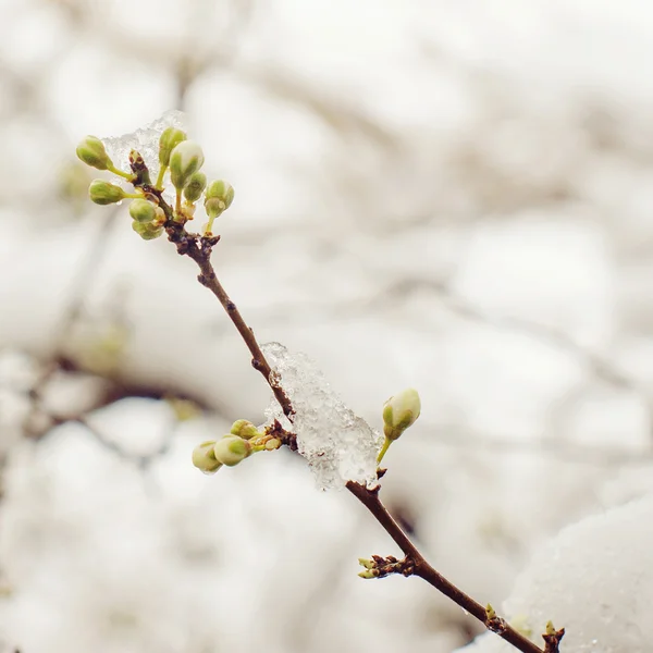 Körsbärsblommor i snö — Stockfoto