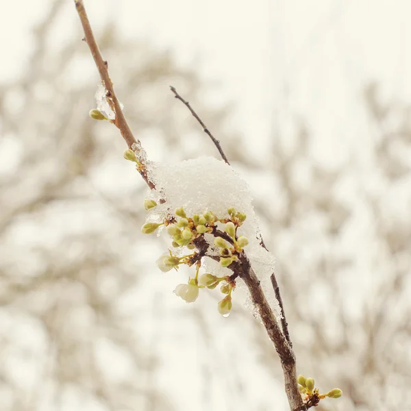木に雪します。 — ストック写真