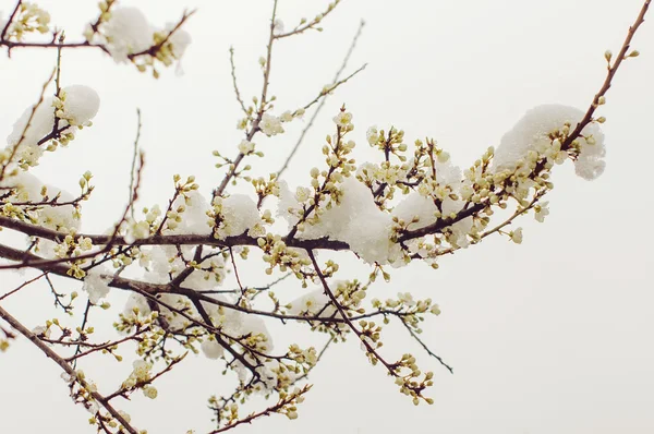 Neve nas árvores de flor na primavera — Fotografia de Stock