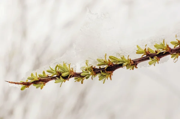 Schnee auf dem Baum — Stockfoto