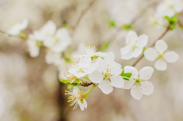 वसंत ऋतूमध्ये झाडांच्या शाखांवर सुंदर फुले — स्टॉक फोटो, इमेज