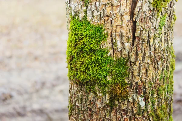 Green moss on a tree trunk — Stock Photo, Image