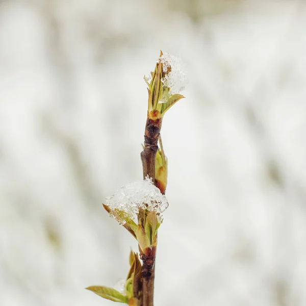 Schnee auf den Bäumen in Frühlingsfarben — Stockfoto