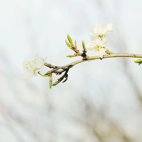Kwitnąca drzewo brunch z kwiatów — Zdjęcie stockowe