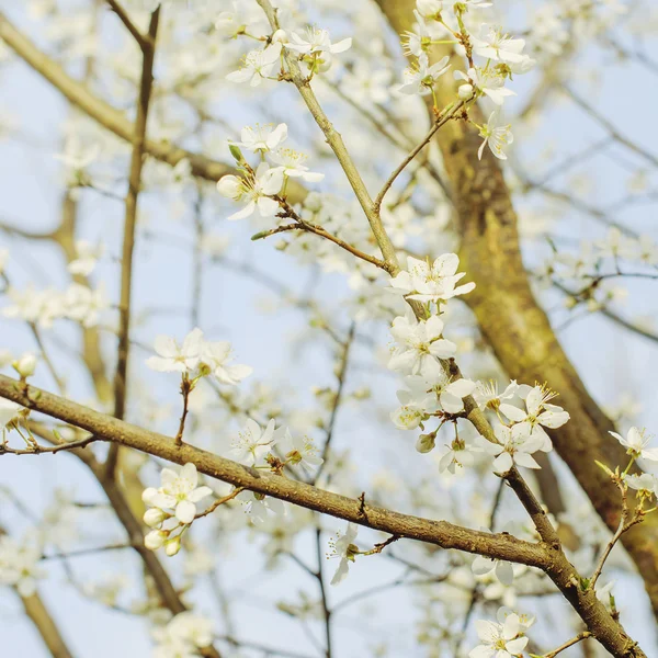A virágok virágzó fa ága — Stock Fotó