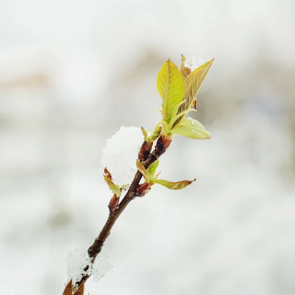 Snö på gröna trädgrenar — Stockfoto