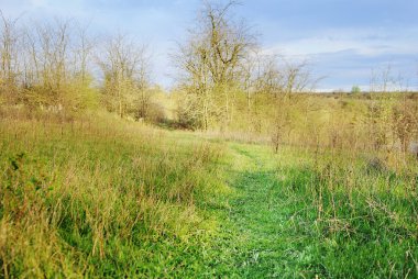 Yeşil ormandaki patika