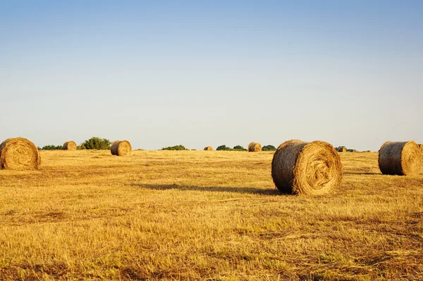 분야에서 건초 더미입니다. 여름 농촌 풍경. — 스톡 사진