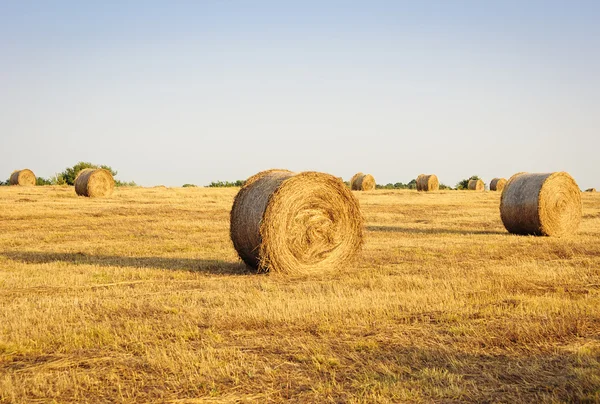 Haystacks on the field. Summer, rural landscape. — Stock Photo, Image