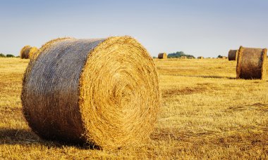 Gün batımında haystacks ile güzel sarı alan
