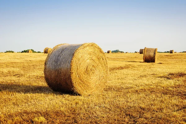 Krásná žlutá pole s haystacks při západu slunce — Stock fotografie