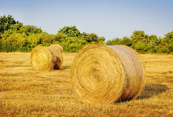 Récolte de foin dans un paysage de champ doré — Photo