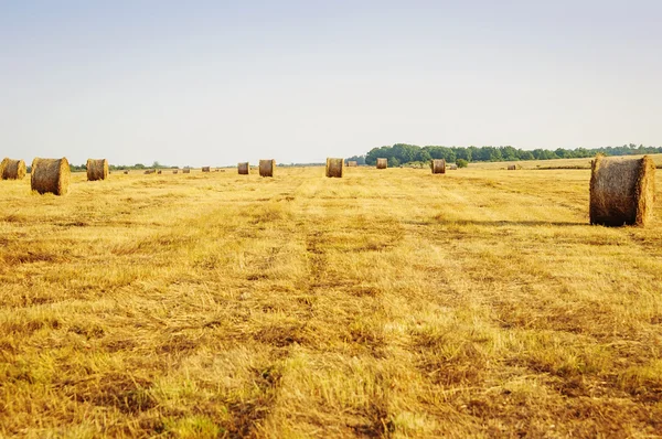 Pile di paglia sul campo. — Foto Stock