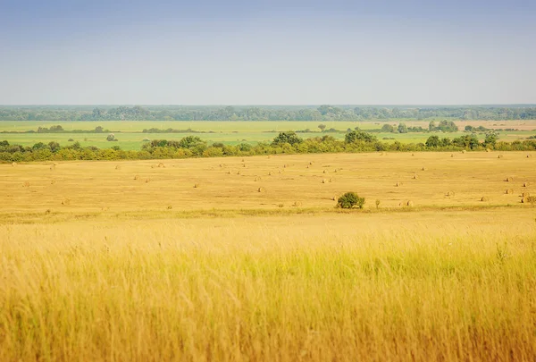 Summer landscape with field of grass,blue sky — Φωτογραφία Αρχείου