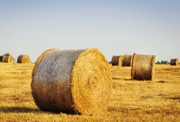 Krásná žlutá pole s haystacks při západu slunce — Stock fotografie