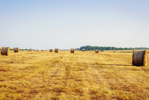 Empiler le foin sur le champ d'été . — Photo