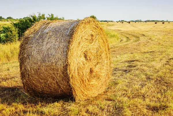 Balle rotonde di paglia nei campi raccolti — Foto Stock