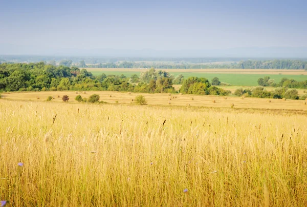 Αγροτικό τοπίο. Αγριογογγύλης ή/και κίτρινο πεδίο στη Ρωσία — Φωτογραφία Αρχείου