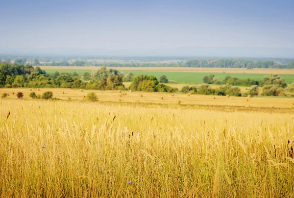 Paisaje rural. Campo de colza amarilla en Rusia — Foto de Stock