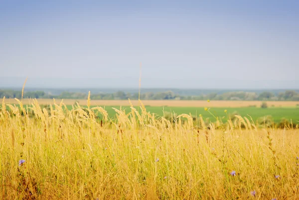 Paisaje de otoño. Campo amarillo y cielo azul. — Foto de Stock