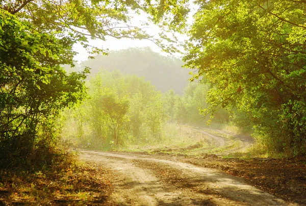 Drumul forestier în timpul verii. Scenic road . — Fotografie, imagine de stoc