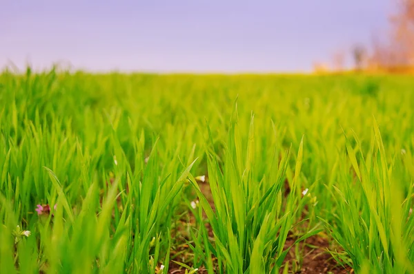 Groene spruiten van tarwe in het veld — Stockfoto