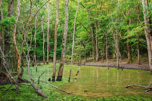 Lago cênico por floresta e paisagem de verão — Fotografia de Stock