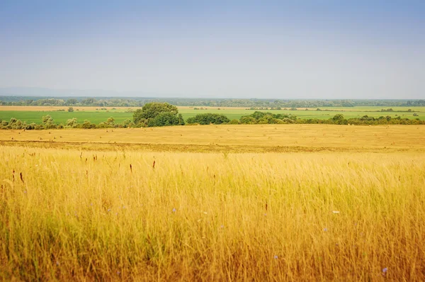 Paisaje de verano con campo de trigo a — Foto de Stock