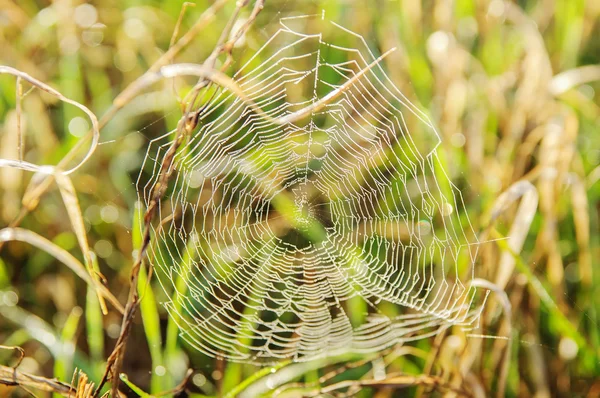Spider web-erdő — Stock Fotó