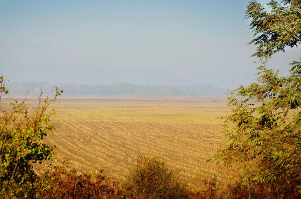 Panoramiczny widok na pole pszenicy — Zdjęcie stockowe