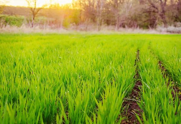 Campo verde primavera — Foto de Stock