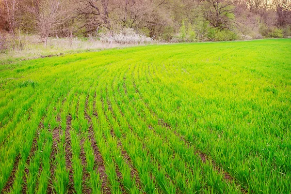 Campo de grama verde — Fotografia de Stock