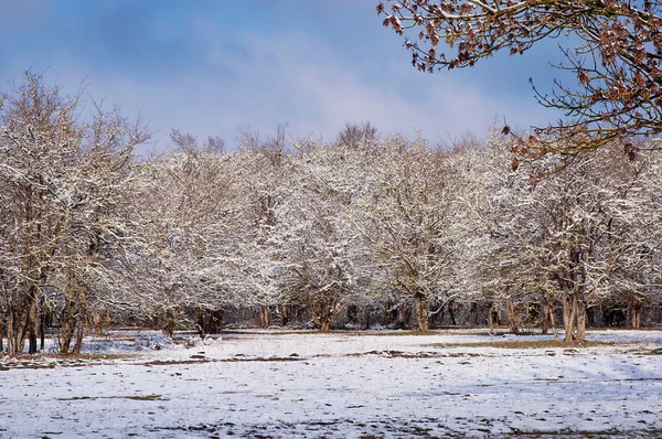 Forêt d'hiver avec arbres couverts de neige — Photo