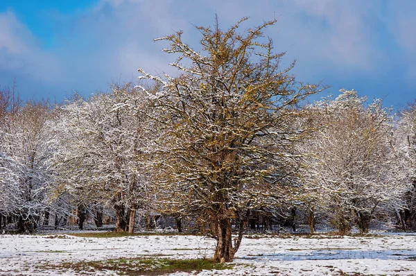 Belle forêt d'hiver — Photo