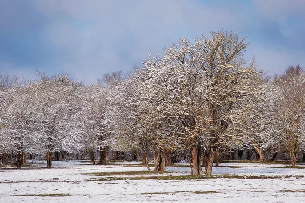 Winter forest with trees covered snow — Stock Photo, Image