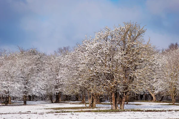 Vue du beau bois d'hiver — Photo