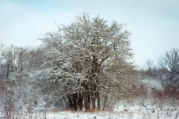 Frozen tree on winter field — Stock Photo, Image