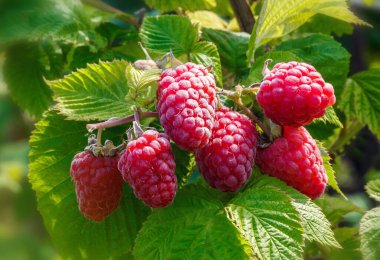 Meyve bahçesinde olgun ahududu. Büyüyen Organik Böğürtlenler. 