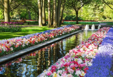 Avrupa 'nın en büyük çiçek bahçesi. Keukenhof. Hollanda