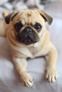 Beyaz arka planda paspas köpeği portresi