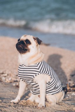 Plajda paspas köpeği portresi